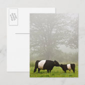 Misty scène van de belted galloway koe die haar mo briefkaart (Voorkant / Achterkant)