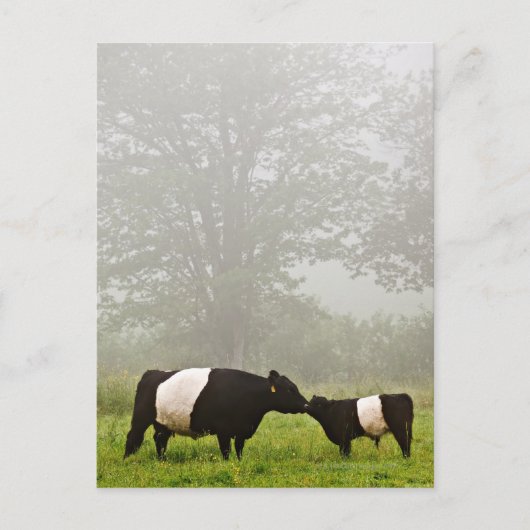 Misty scène van de belted galloway koe die haar mo briefkaart (Voorkant)