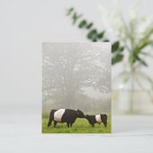 Misty scène van de belted galloway koe die haar mo briefkaart (Staand voorkant)