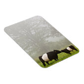 Misty scène van de belted galloway koe die haar mo magneet (Rechterzijde)
