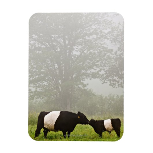Misty scène van de belted galloway koe die haar mo magneet (Verticaal)