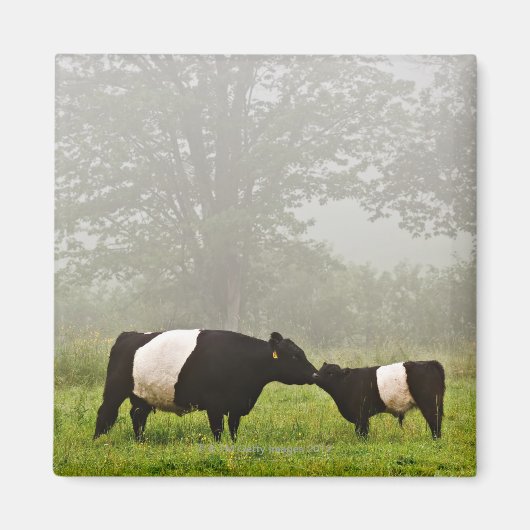 Misty scène van de belted galloway koe die haar mo magneet (Voorkant)
