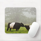 Misty scène van de belted galloway koe die haar mo muismat (Met muis)