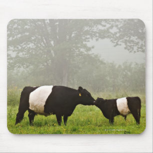 Misty scène van de belted galloway koe die haar mo muismat