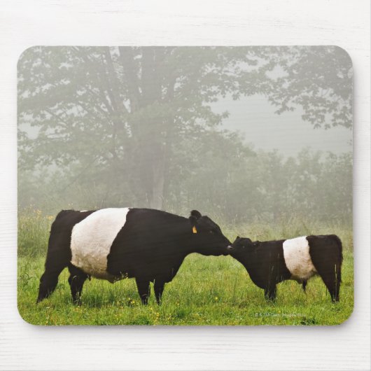 Misty scène van de belted galloway koe die haar mo muismat (Voorkant)
