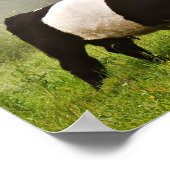 Misty scène van de belted galloway koe die haar mo poster (Hoek)