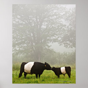 Misty scène van de belted galloway koe die haar mo poster