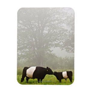 Misty scène van een buikgeit-koe die haar moedert magneet