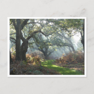Misty Woodland Briefkaart