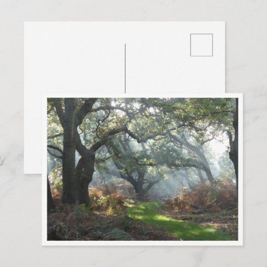 Misty Woodland Briefkaart (Voorkant / Achterkant)