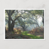 Misty Woodland Briefkaart (Voorkant)