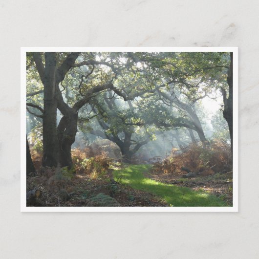 Misty Woodland Briefkaart (Voorkant)