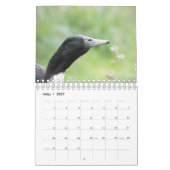 Mit den Laufenten durch das Jahr! Kalender (Mar 2027)