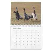 Mit den Laufenten durch das Jahr! Kalender (Feb 2026)