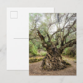 Mitera Olijfboom op Korfoe Ansichtkaart (geen teks Briefkaart
