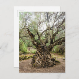 Mitera Olive Tree in Corfu Postcard (no text) Briefkaart