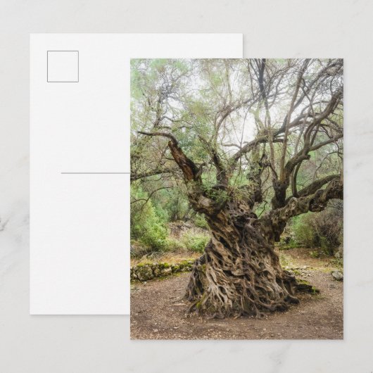 Mitera Olive Tree in Corfu Postcard (no text) Briefkaart (Voorkant / Achterkant)
