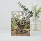 Mitera Olive Tree in Corfu Postcard (no text) Briefkaart (Staand voorkant)