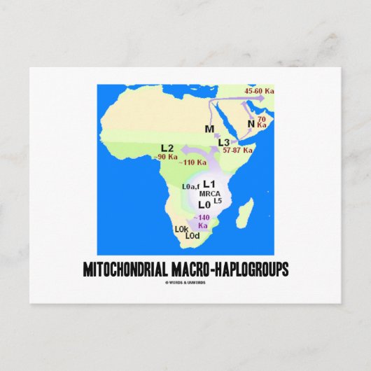 Mitochondriale macrohaplogroepen (MRCA-genealogie) Briefkaart (Voorkant)