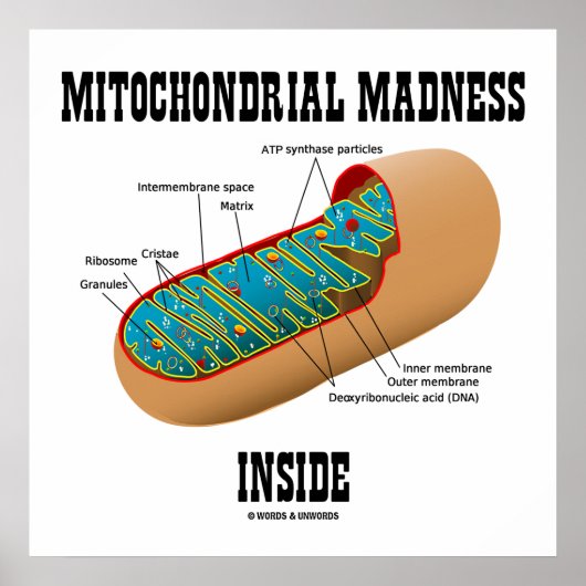 Mitochondriale waanzin in de biologie van de mitoc poster (Voorkant)