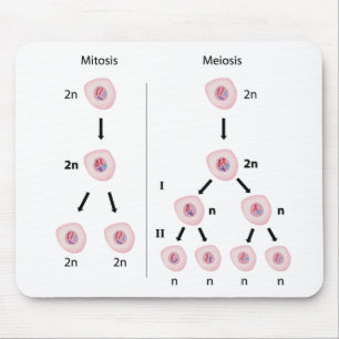 Mitose versus meiosis mousepad muismat