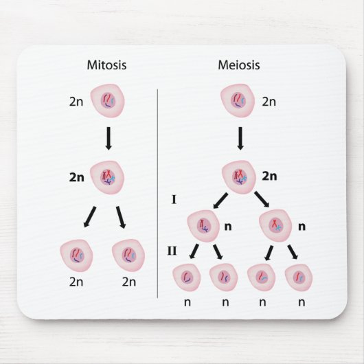 Mitose versus meiosis mousepad muismat (Voorkant)