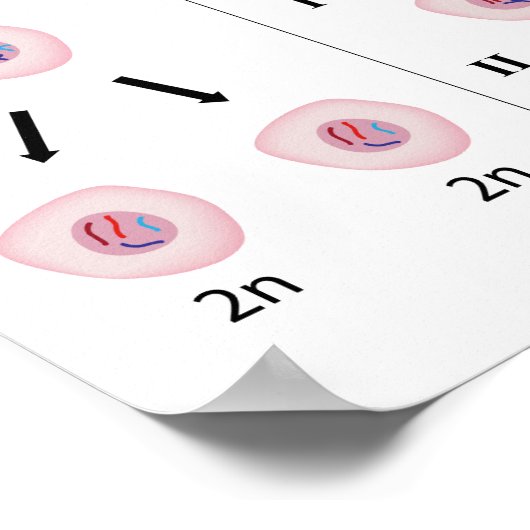 Mitose versus meiosis Poster (Hoek)