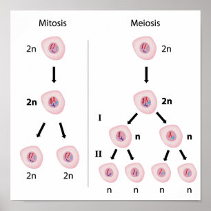 Mitose versus meiosis Poster