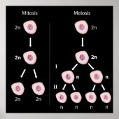 Mitose versus meiosis Poster (Voorkant)