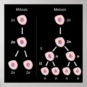 Mitose versus meiosis Poster