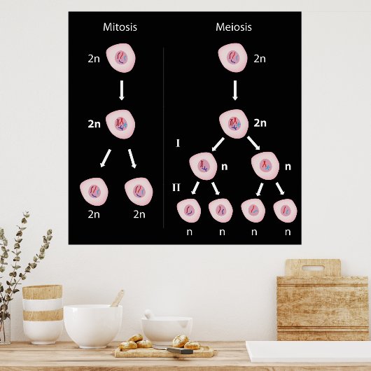 Mitose versus meiosis Poster (Keuken)