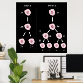 Mitose versus meiosis Poster (Thuiskantoor)