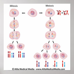 Mitose vs meiosis diagram poster