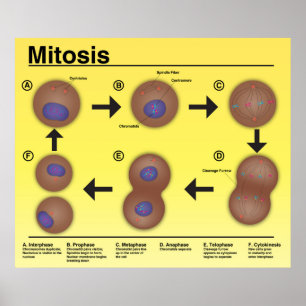 Mitosis Classroom Poster * Bijgewerkt*
