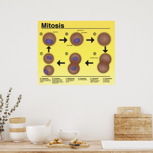 Mitosis Classroom Poster * Bijgewerkt* (Keuken)