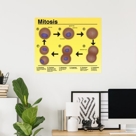 Mitosis Classroom Poster * Bijgewerkt* (Thuiskantoor)