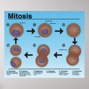 Mitosis Classroom Poster * Bijgewerkt*