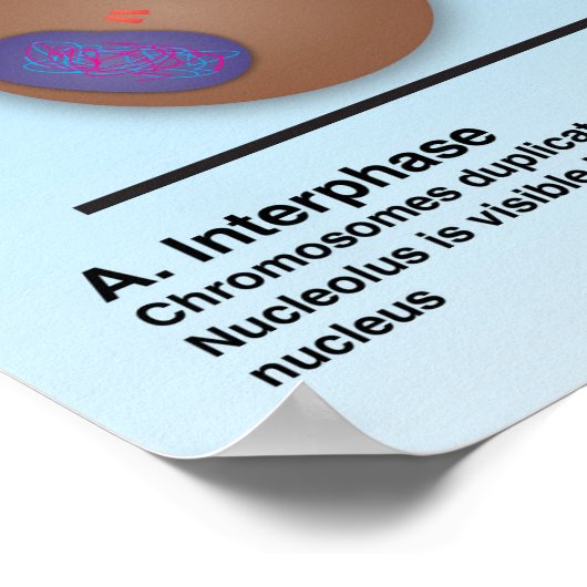 Mitosis Classroom Poster * Bijgewerkt* (Hoek)