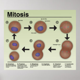 Mitosis Classroom Poster * Bijgewerkt*