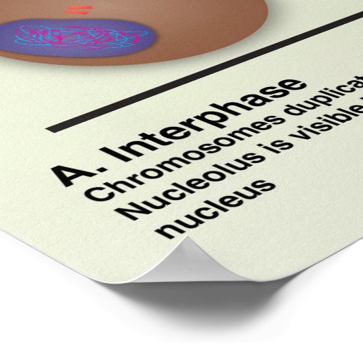 Mitosis Classroom Poster * Bijgewerkt* (Hoek)