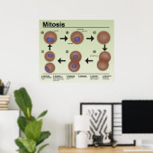 Mitosis Classroom Poster * Bijgewerkt* (Thuiskantoor)