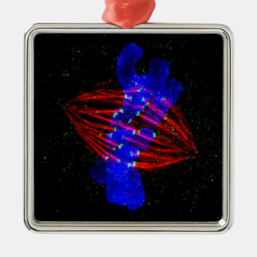 Mitotic Metaphase Metalen Ornament (Voorkant)