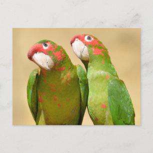 Mitred Parakeet op houten post Briefkaart