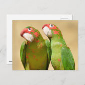 Mitred Parakeet op houten post Briefkaart (Voorkant / Achterkant)