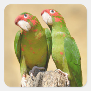 Mitred Parakeet op houten post Briefkaart Vierkante Sticker