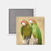 Mitred Paraket op houtenpost Briefkaart Square Sti Magneet (Voorkant / Achterkant)