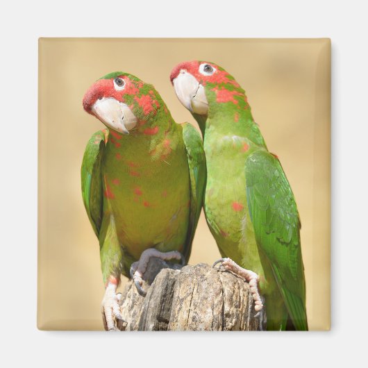 Mitred Paraket op houtenpost Briefkaart Square Sti Magneet (Voorkant)