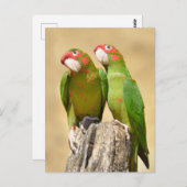 Mitred Paraket op houtpost Briefkaart (Voorkant / Achterkant)