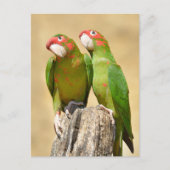 Mitred Paraket op houtpost Briefkaart (Voorkant)