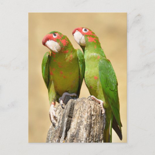 Mitred Paraket op houtpost Briefkaart (Voorkant)